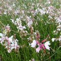 2 Gauras Blancs Et Roses En Mélange