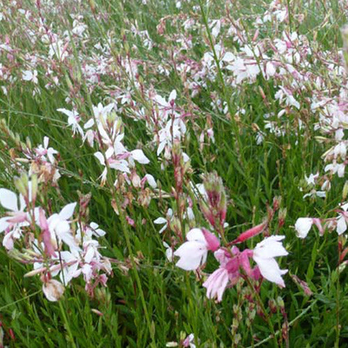 2 Gauras Blancs Et Roses En Mélange