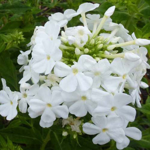  3 Phlox Paniculé Fujiyama