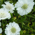  3 Scabieuse Du Caucase Blanche
