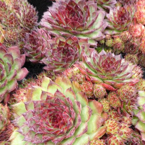  3 Joubarbes Dark Beauty - Sempervivum