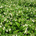  3 Consoudes à Grandes Fleurs