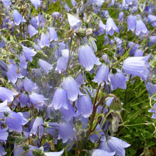  3 Campanules Fluette