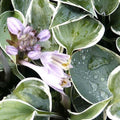  Hosta El Nino