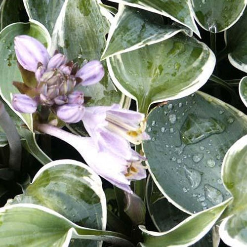  Hosta El Nino