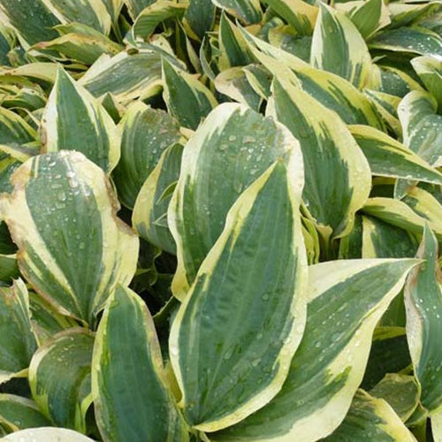  Hosta Wolverine