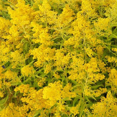  3 Solidago Golden Mosa