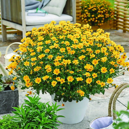  3 Bidens à Feuilles De Férule