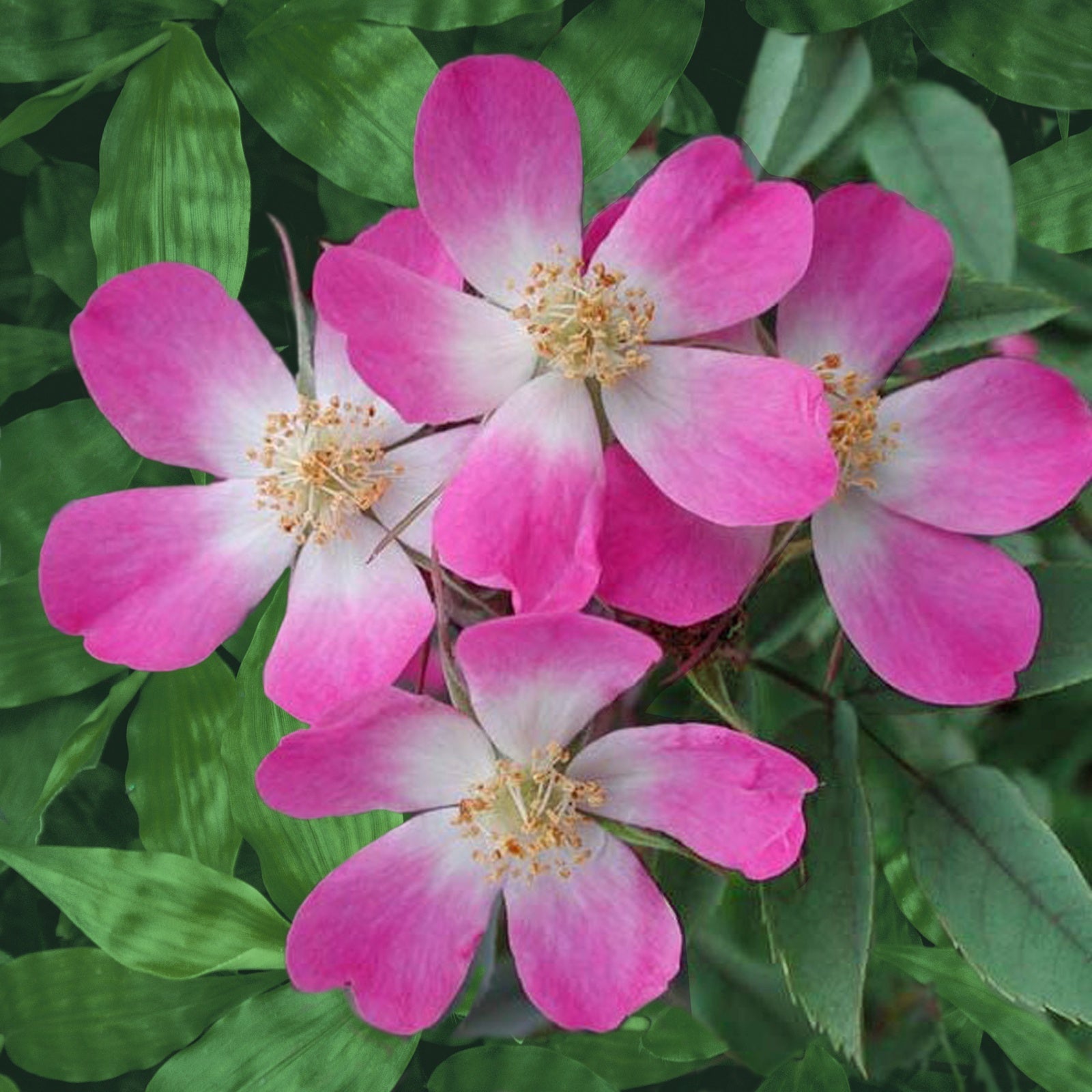  Rosier Glauca