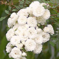  Rosier Crystal Fairy ®