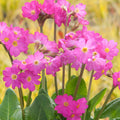  3 Primevère Rose