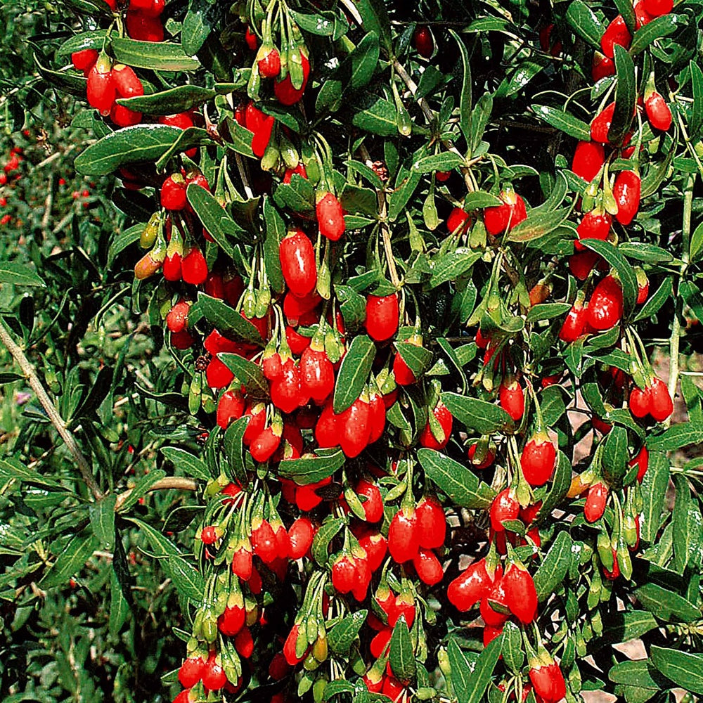  Baie De Goji