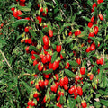  Baie De Goji