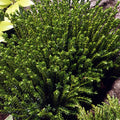  Hebe Emerald Green