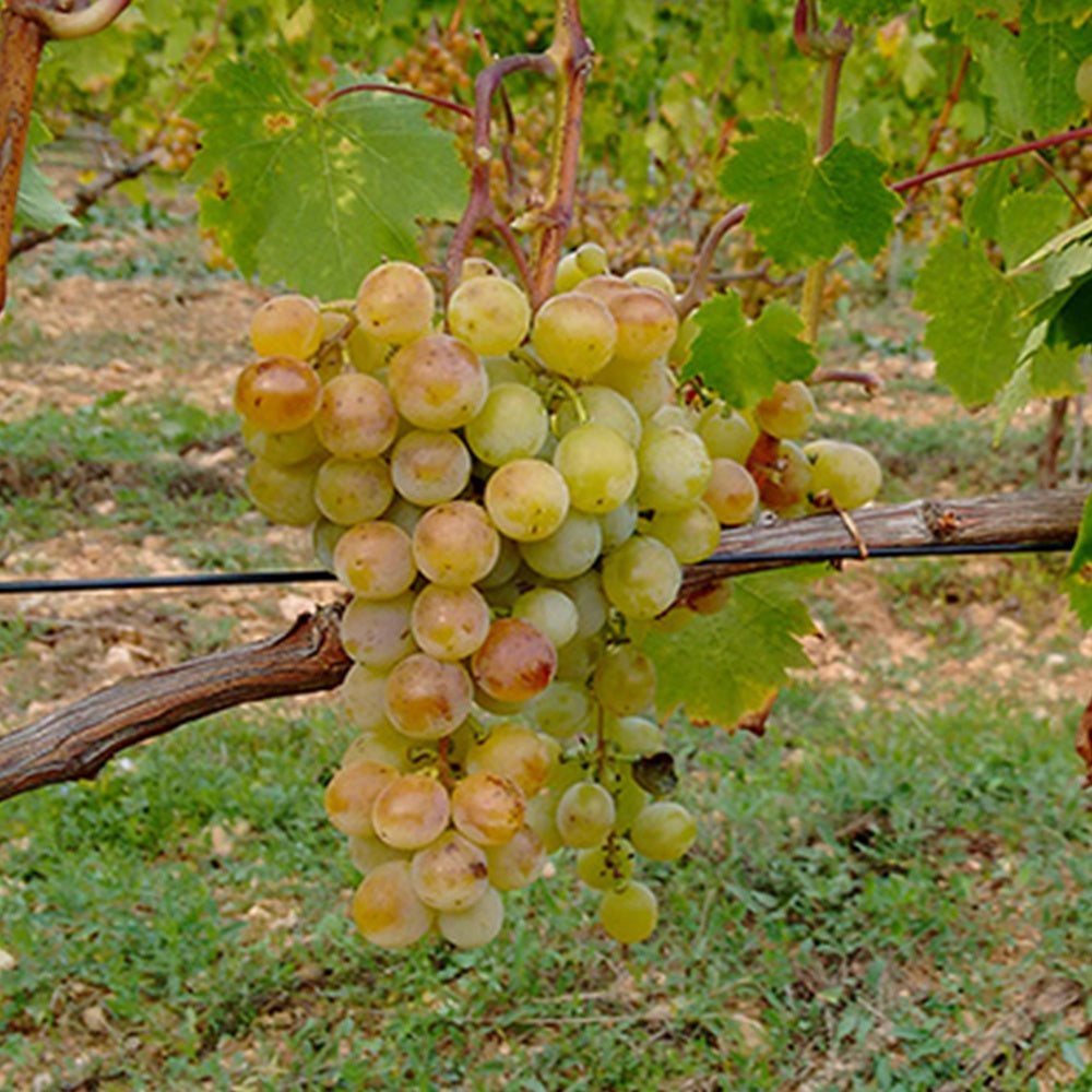 Vigne Muscat Alexandrie