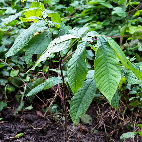 Asiminier Triloba