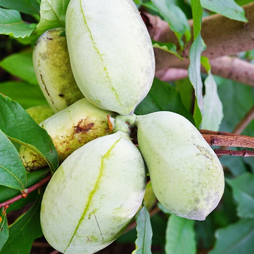  Asiminier Triloba